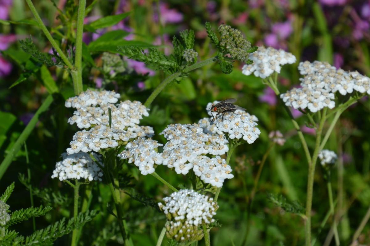 Latschenoelbrennerei 27.08.2019